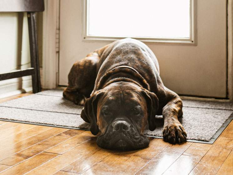 A large brown dog laying on the floor indoors