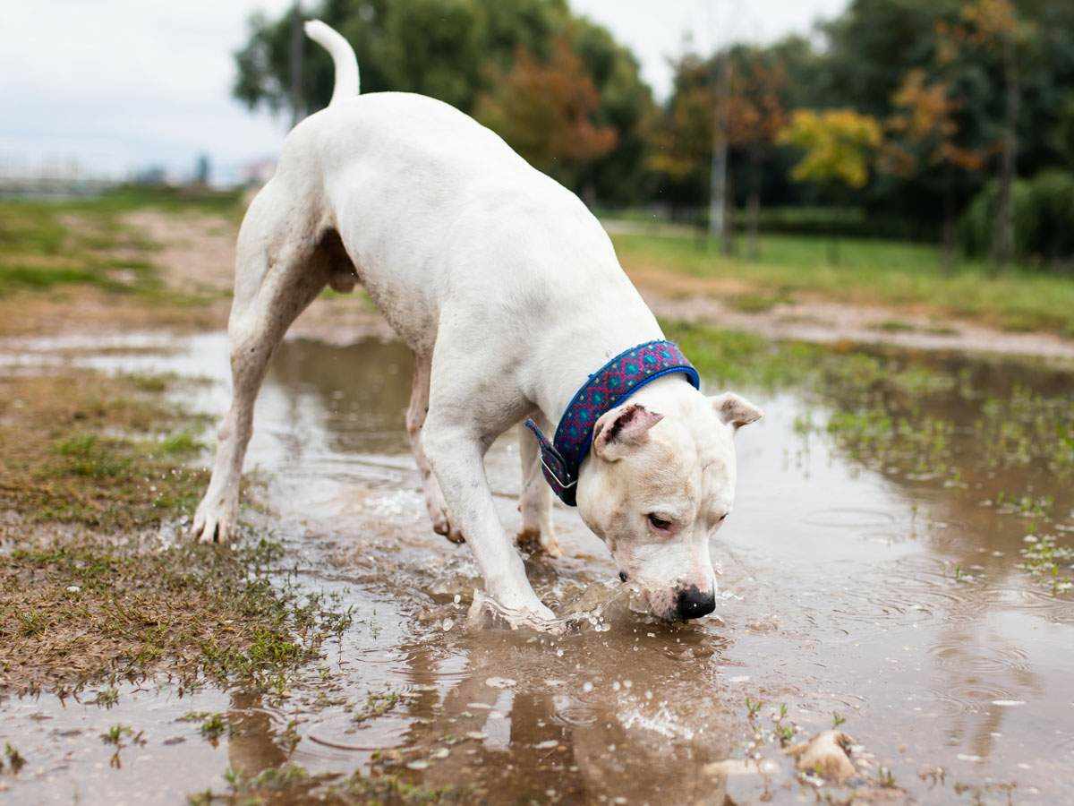 A white dog playing in the mud